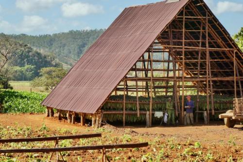 Valle Vinales - Tabakplantage