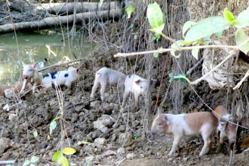 Ferkelalarm in Vinales