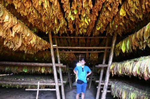 Valle Vinales - Tabakplantage