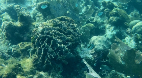 Unterwasserwelt II