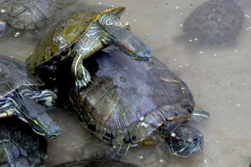 Schildis in der Aufzuchtstation (Tortugranja)