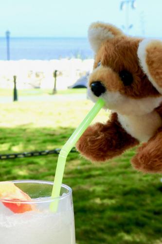 Monsieur Le Fox - Immer an unserer Seite!